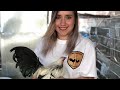 Visita al Criadero de kikirikis Borjas