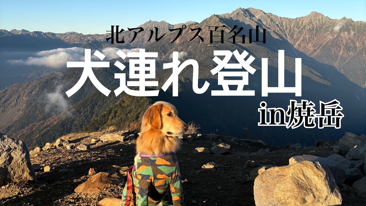 『犬連れ登山』ゴールデンレトリバーと北アルプス百名山に登る‼️