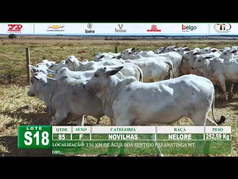 S18 - 85 NOVILHAS NELORE 252,59 Kg