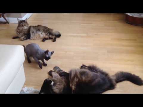 cat-fight---crazy-fighting-cats-maine-coon