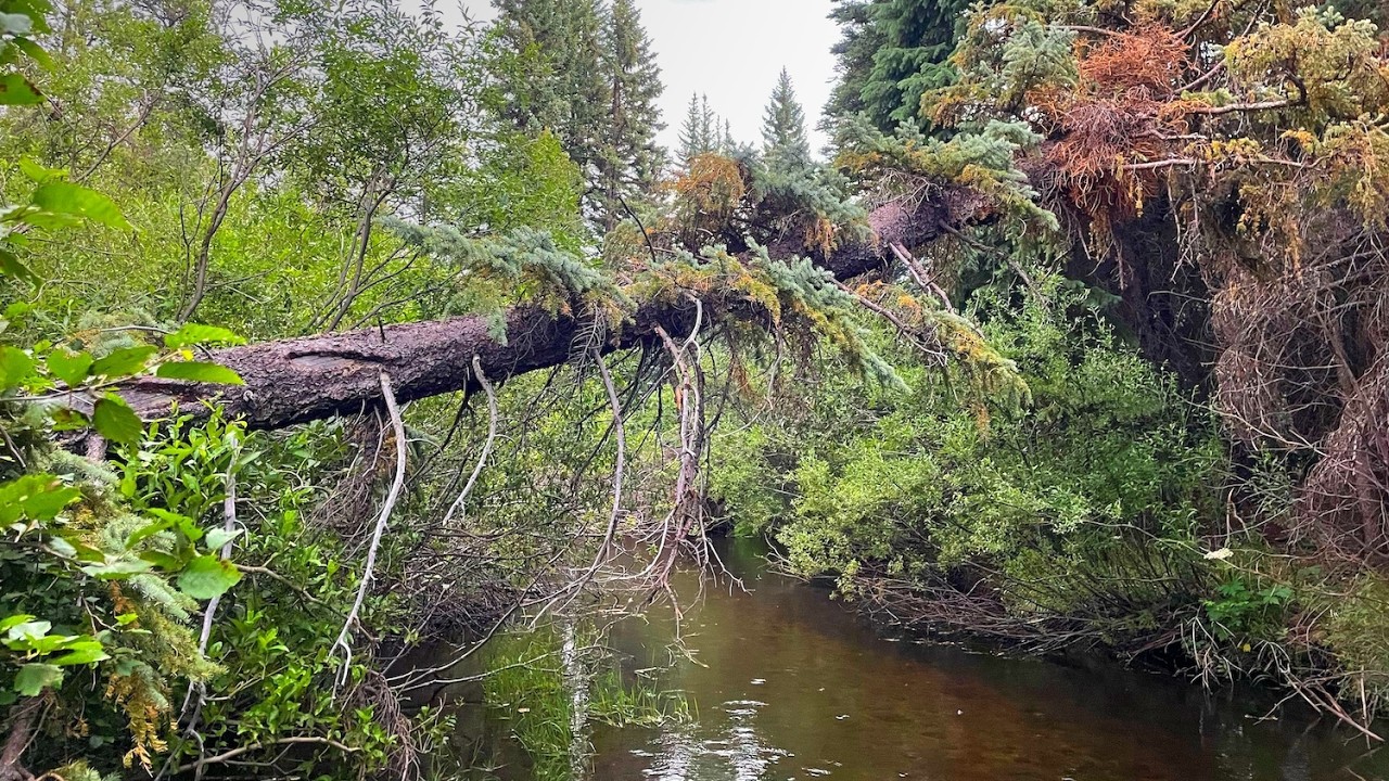 The headwaters of my local creek | Tenkara dry fly fishing in Colorado
