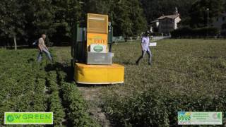 Four - Bio In Prova Per Taglio E Raccolta Di Menta Resimi