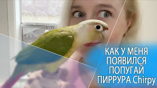 КАК У НАС ПОЯВИЛСЯ ПОПУГАЙ ПИРРУРА ПО ИМЕНИ CHIRPY (ЧЁРПИ)