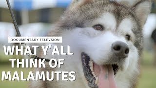 WHAT Y'ALL THINK OF ALASKAN MALAMUTES by Dogumentary TV 6,050 views 10 months ago 3 minutes, 22 seconds