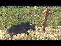 Buffalo Launches Lion into Air to Save Lizard