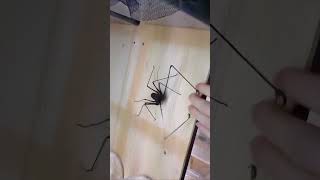 Ever see a spider with hands?