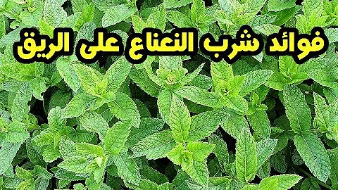 فوائد النعناع الساخن