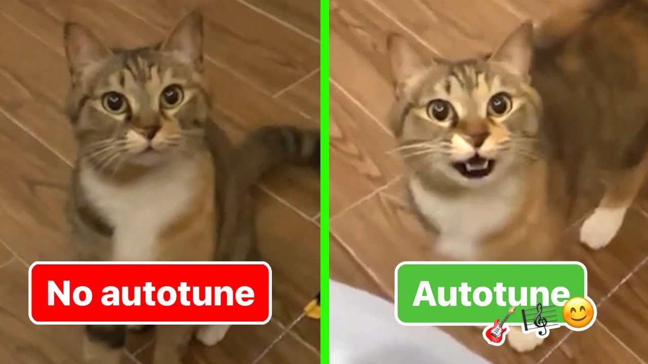 Cat Singing   No Autotune  Autotune edit
