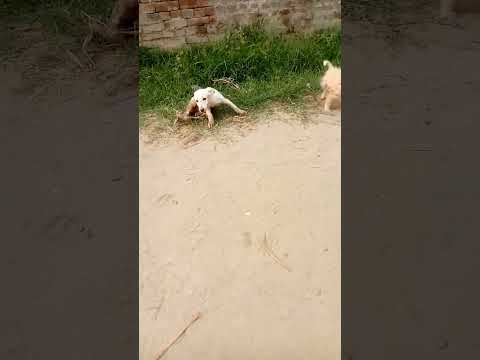 دو کتوں کا اپس ملاپ Funny Video 