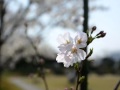 桜 スライドショー