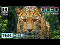 16K HDR Dolby Vision OLED Nature Video | Ultra Smooth 240FPS Demo for 4K &amp; 8K TVs