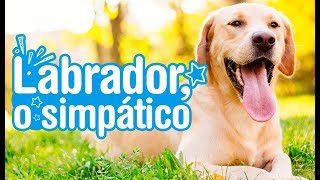 Labrador  Descubra tudo sobre a raça