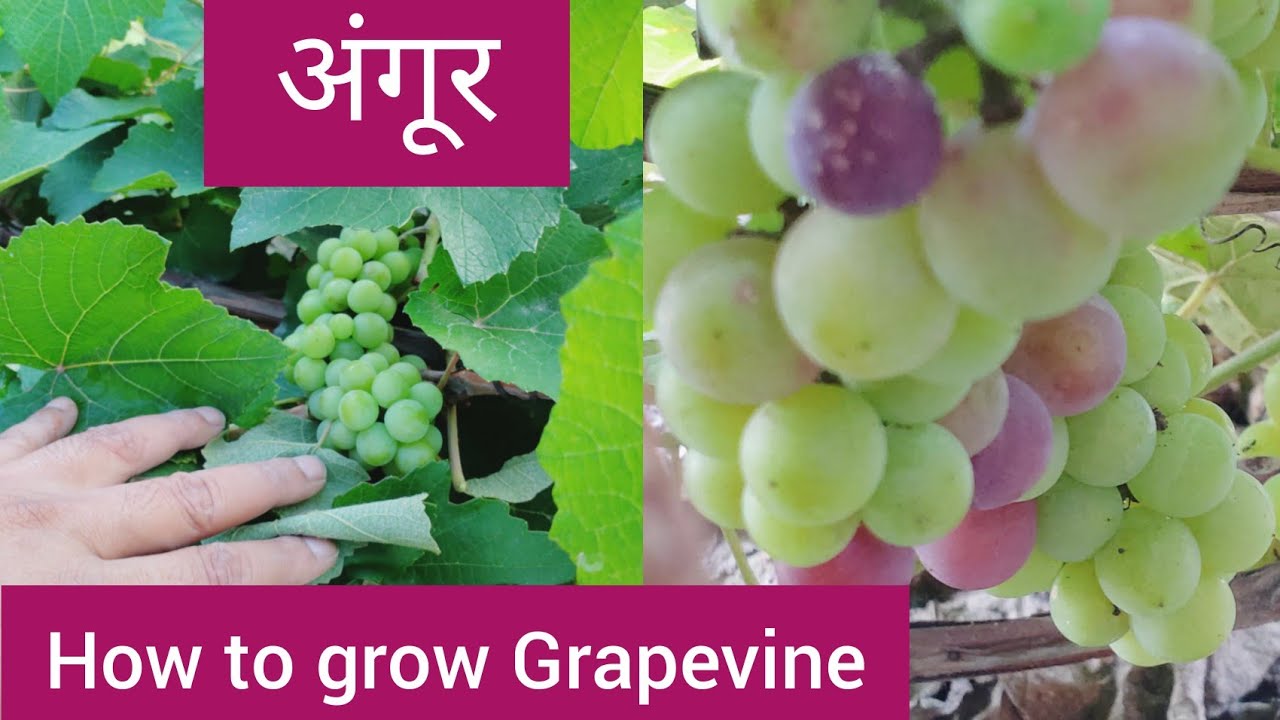 घर पर ही अंगूर कैसे ग्रो करें। How to grow grapevine / Grapes plant ...