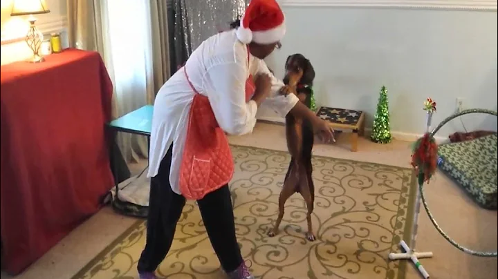 Hound puppy SGT Pepper hunts for his new Christmas toy. 🎁 🐕 