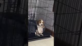 Cute And Funny Dog Puppy