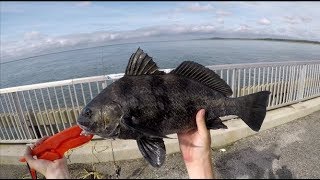 Broad River Fishing Pier (BLACK DRUM AND MORE!)