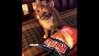 Minecraft cat wants some chips