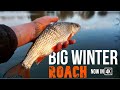 BIG WINTER ROACH FISHING IN 4K