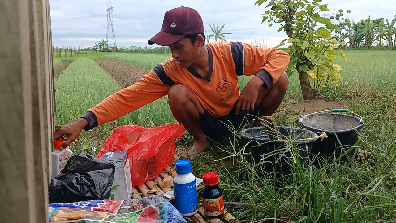 Perawatan tanaman bawang merah umur 35 hst