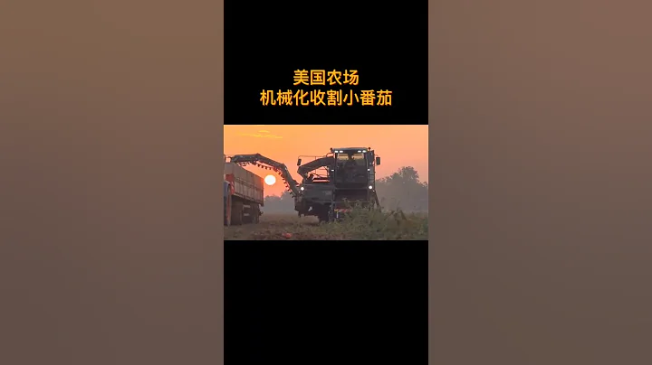美國 大型農場收割番茄，全程機械化作業，這樣的效率覺得怎麼樣 #新農人 #現代農業機械 #拖拉機#蕃茄 - 天天要聞