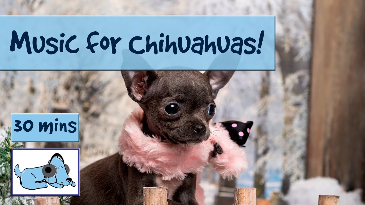 Music for Chihuahuas! Calm Down Your 