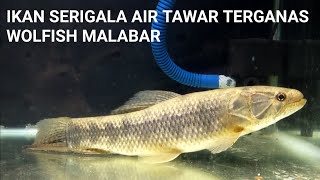 MENGENAL LEBIH DEKAT IKAN SERIGALA AIR TAWAR WOLFISH MALABAR