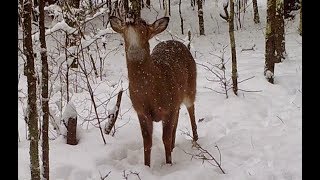 Capturing Maryland's Wild Side: January Trail Cam Footage