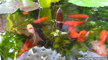 SAU 12 NGÀY NUÔI CÁ VÀNG BA ĐUÔI SẮP ĐƯỢC NGẮM VẺ ĐẸP CỦA HOA SÚNG MỸ TRONG HỒ XI MĂNG