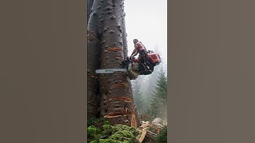 Two monsters are cutting down a giant baobab tree