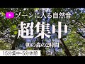 【ポモドーロタイマー 15分集中 5分休憩】森の音の勉強用タイマー