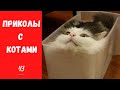 Смешные КОТЫ КОТИКИ КОТЯТА Приколы с животными #43