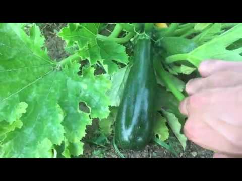 Vidéo: Picking Zucchini Plants - Apprenez comment et quand récolter la courgette