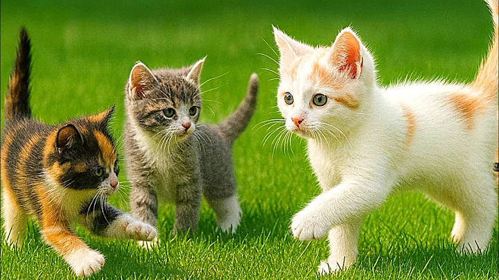 Video 10993211: persian cat kitten, kitten playing baby, beautiful kitten