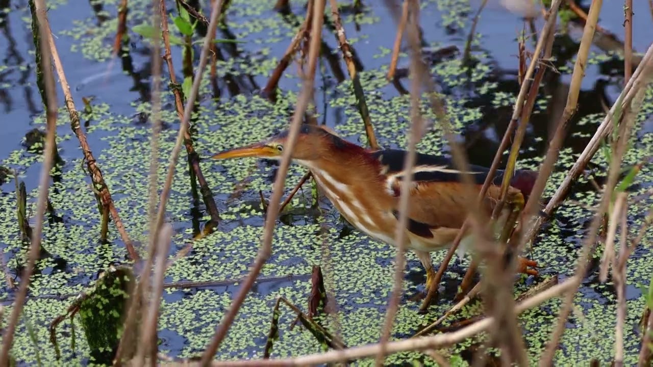 Least Bittern Up Close