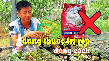 ĐÂY MỚI LÀ CÁCH SỬ DỤNG THUỐC TRỊ RỆP CHO SEN ĐÁ MÀ BẠN CẦN BIẾT