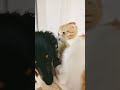 なかいいな〜#いぬ #ねこ #犬#猫#いぬのいる生活 #スコティッシュフォールド #ねこのいる生活