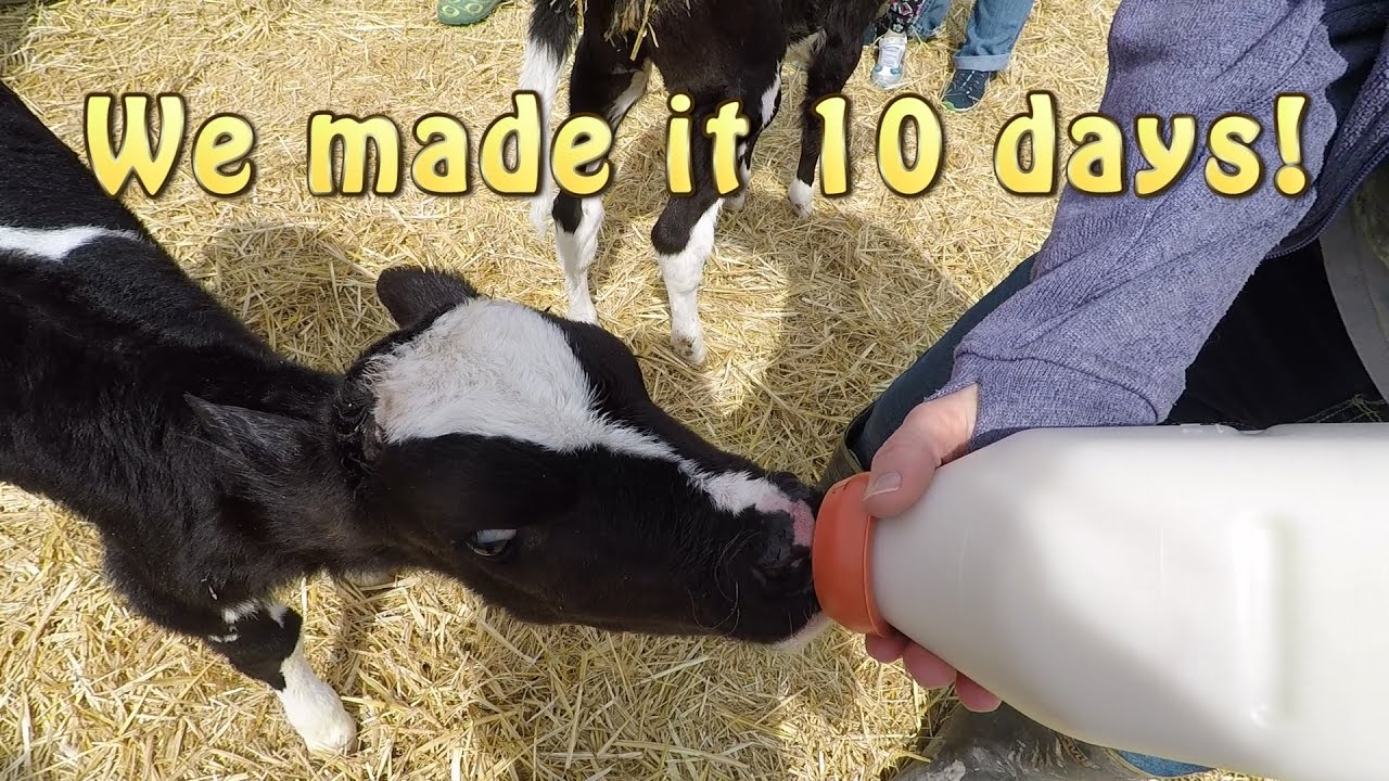 The Great Calf Adventure: Day 10