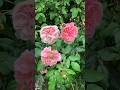 强香玫瑰系列 Fragrant Roses | Penelope Lively Rose by David Austin |大卫奥斯汀玫瑰 29 June 2025地栽第一年 #rose