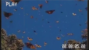 aesthetic butterfly intro*no text*