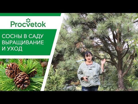 Видео: Как долго живут австрийские сосны?