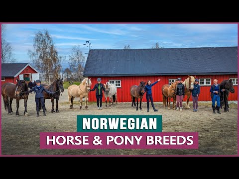 Video: Hva er hesterasene: navn, beskrivelse, bilde
