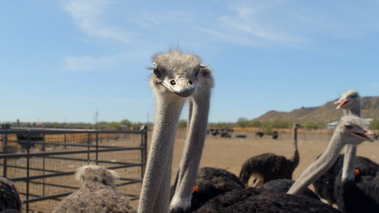 Feathers, Fins and Fur at Rooster Cogburn Ostrich Ranch YouTube
