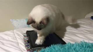 Ragdoll kitten at the age of technology - the cost of owing a cat is going up - Microsoft surface by Ragdoll Kitten Life 79 views 6 years ago 1 minute, 42 seconds