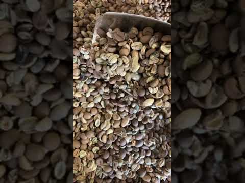 تنقية حبوب القهوة الغير صالحة قبل التحميص لقاط وتنقية القهوة