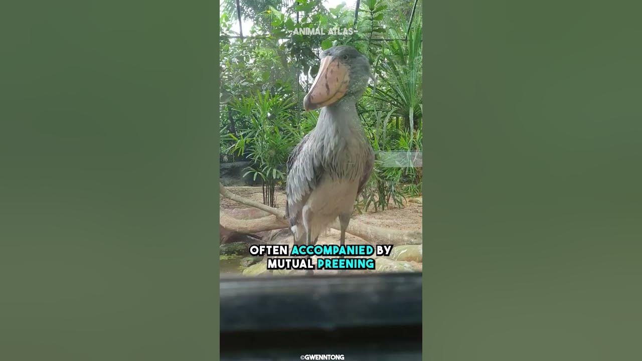 This bird sounds like a machine gun shoebill stork youtube