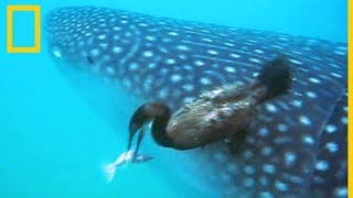 Un cormorán atrapa una rémora adherida a un tiburón ballena | National Geographic en Español