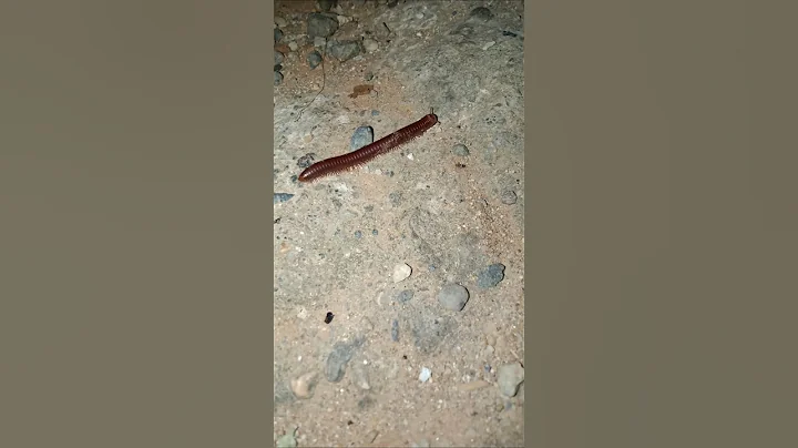 scary! millipedes walking in the middle of the night #animals #nature #scary #millipede #shorts