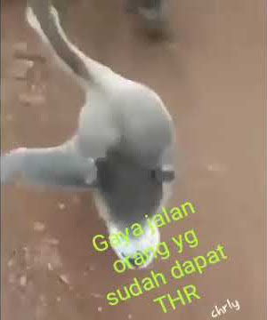 Gaya jalan orang yang abis dapat THR #ngakak #binatang