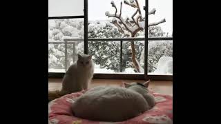 ちぅちぅ猫家の毎日 - 回想 - 三年前の三月 - 突然の雪愛猫と過ごす午後 - Sudden Snowfall, Afternoon With My Cats.
