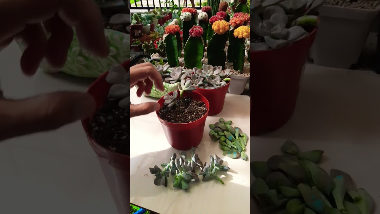 Succulent prunning for more shoots 